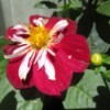 Starsister Dahlia - red flower with white on inner petals and bright yellow center