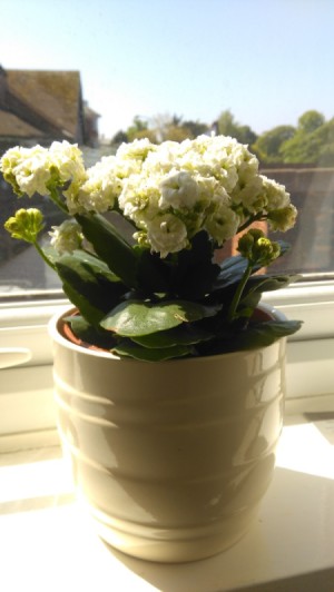 Identifying a Houseplant - white flowering potted plant