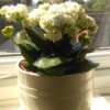 Identifying a Houseplant - white flowering potted plant