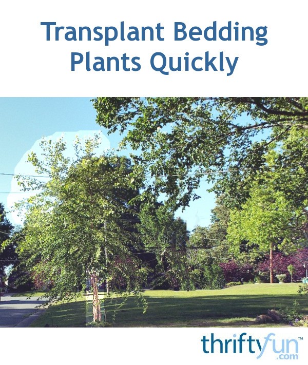 Transplant Bedding Plants Quickly ThriftyFun