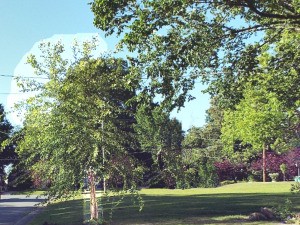 Transplant Bedding Plants Quickly - river birch and hornbeam