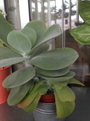 What Is This Houseplant? - grey green leaved succulent