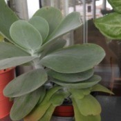 What Is This Houseplant? - grey green leaved succulent
