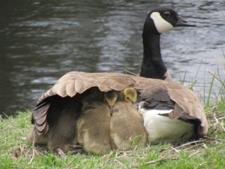 Mother Goose - goose with babies under her wing