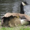 Mother Goose - goose with babies under her wing