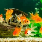 A tank of bright orange goldfish.