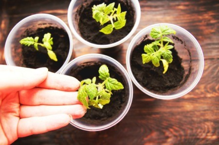 A collection of tomato seedlings.