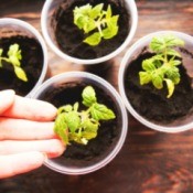 A collection of tomato seedlings.