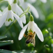 A snowdrop blossom with a bee.