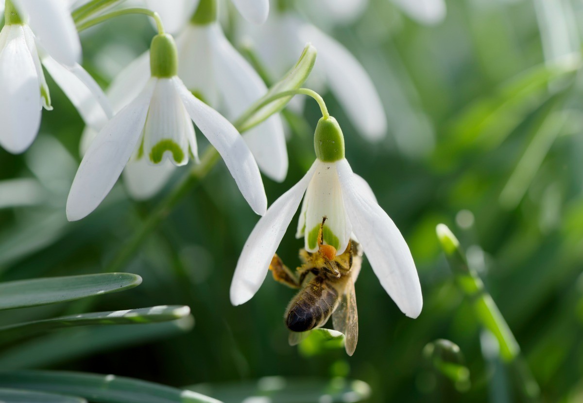 Growing Snowdrop | ThriftyFun