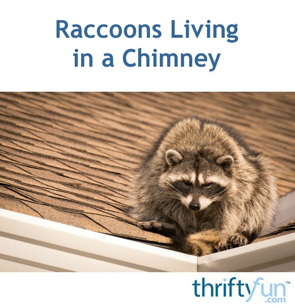 Raccoons Living in a Chimney? | ThriftyFun