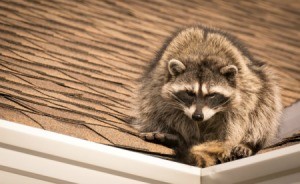 A raccoon on the roof of a house.