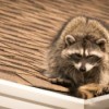 A raccoon on the roof of a house.
