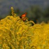 A monarch butterfly on a goldenrod plant.