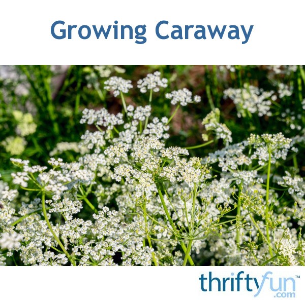 Growing Caraway ThriftyFun