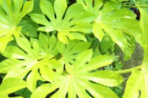 Fatsia japonica leaves in the sun.