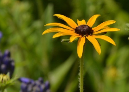 A black-eyed Susan in a garden bed.