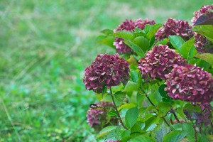 A purple hydrangea flower in bloom.