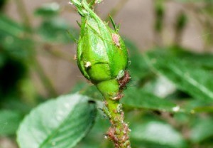 A rosebud covered in aphids.