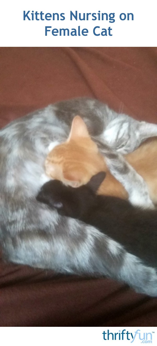 Kittens Nursing on Female Cat? ThriftyFun