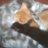 Kittens Nursing on Female Cat
