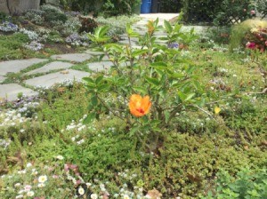 Growing Hibiscus - orange flower