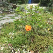 Growing Hibiscus - orange flower