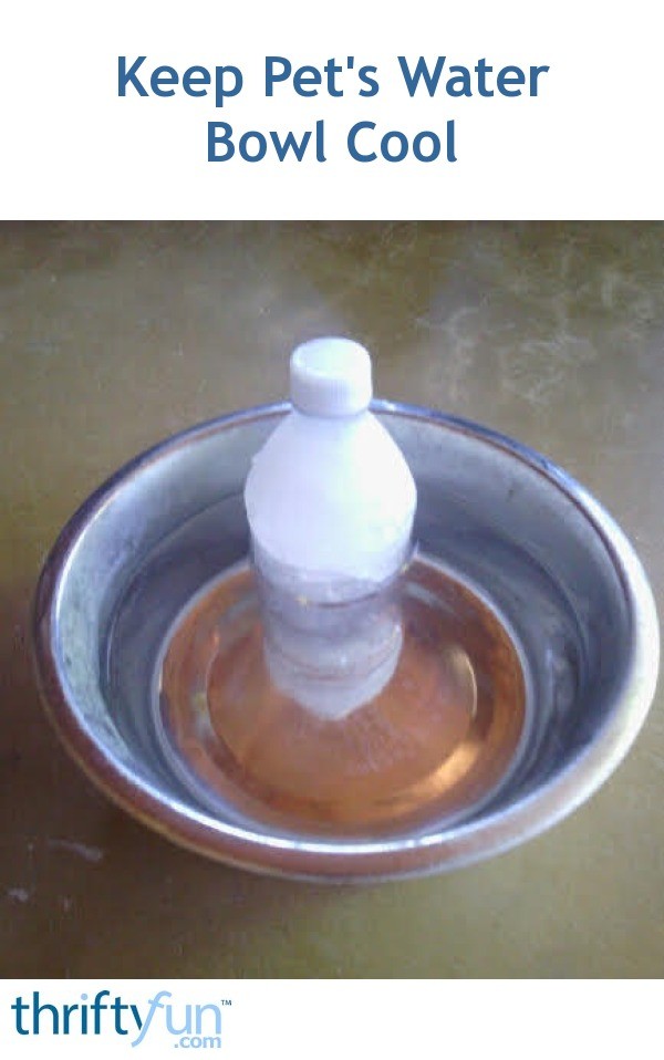 Keep Pet's Water Bowl Cool ThriftyFun
