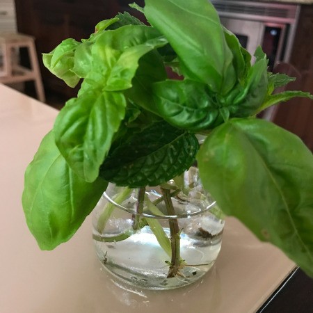 Propagating Basil From Cuttings - rooting basil cuttings