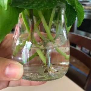 Propagating Basil From Cuttings