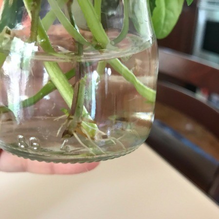 Propagating Basil From Cuttings