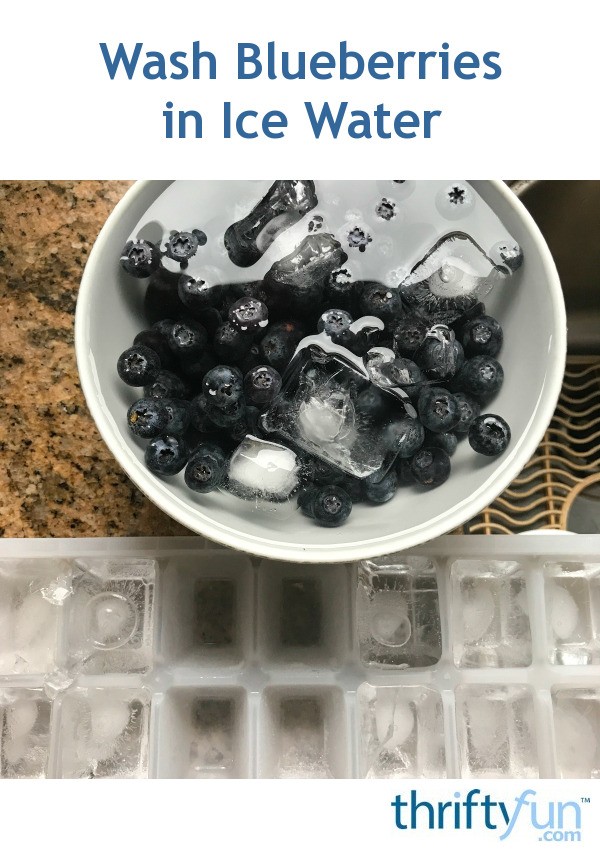 Wash Blueberries in Ice Water ThriftyFun