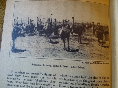 Value of Set of World Wide Encyclopedia