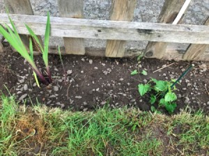 A finished and planted garden bed on a fenceline.