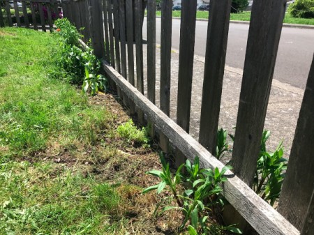 A fenceline that has has many of the weeds pulled from around the desired plants.