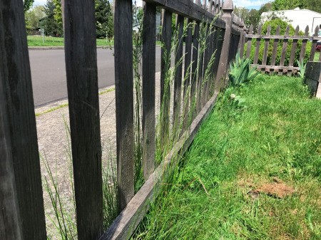 A grassy fenceline with no discernible plants.