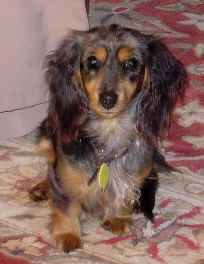 Breed Information: Dachshund