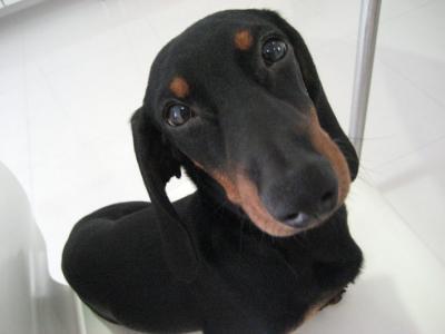 Breed Information: Dachshund