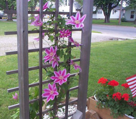 Dr. Ruppel Clematis