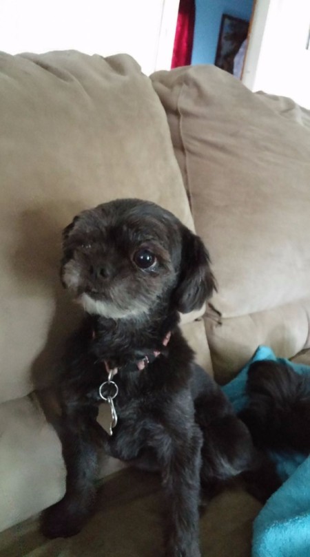 Georgie (Shih Tzu) - dog sitting on the couch