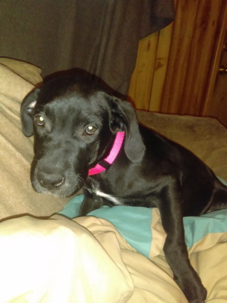 my dog is acting afraid of me