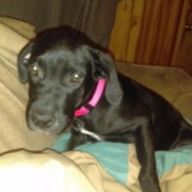 My Dog Is Afraid of Me - black dog wearing a red collar