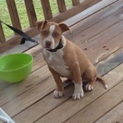 Is My Pit Bull Full Blooded?