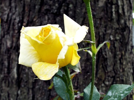 New Day - New Rose - long stemmed yellow rose up close