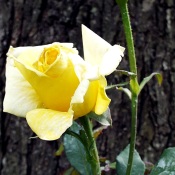 New Day - New Rose - long stemmed yellow rose up close