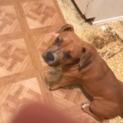 Is My Pit Bull Pure Bred?