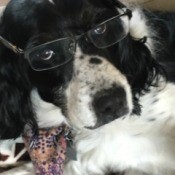 Brittney (English Springer Spaniel) - black and white spaniel wearing glasses