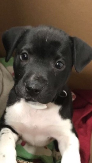 Is My Dog a Full Blooded Pit Bull? - black puppy with white on chest and feet
