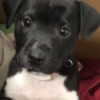Is My Dog a Full Blooded Pit Bull? - black puppy with white on chest and feet