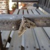 A moth on a wooden bench arm.